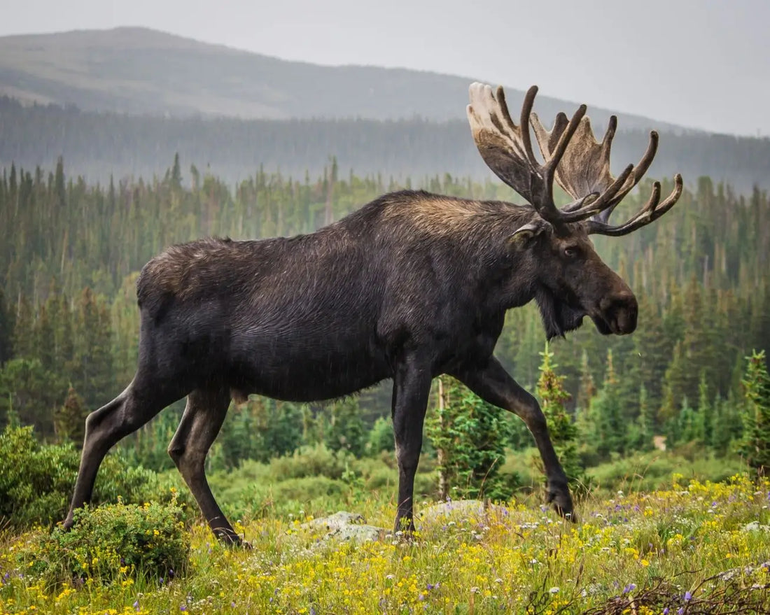 Eco-Friendly Living: How Moose Nation Contributes
