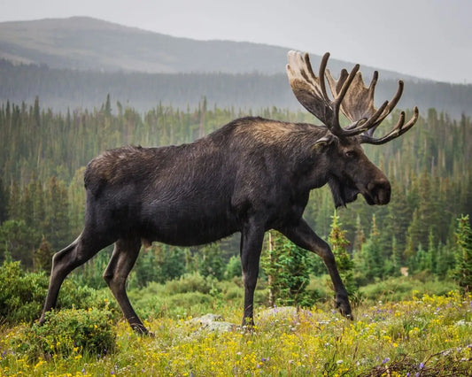 Eco-Friendly Living: How Moose Nation Contributes